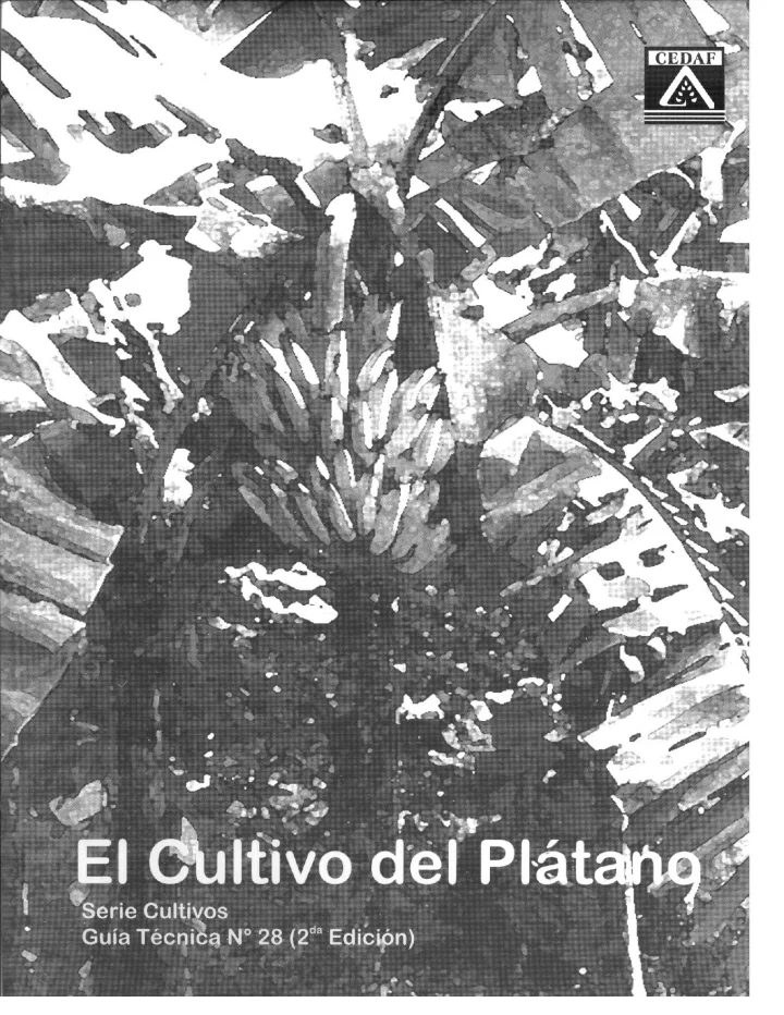 Portada de Cultivo de Platano