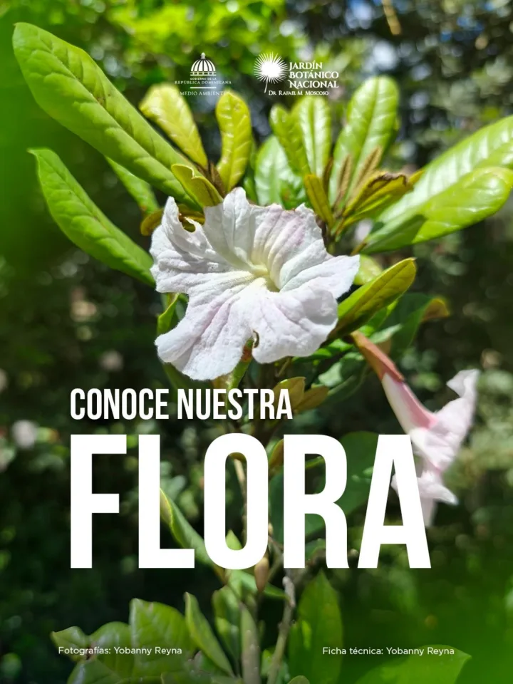Portada de Conoce Nuestra Flora: Aceituno (Tabebuia berterii)