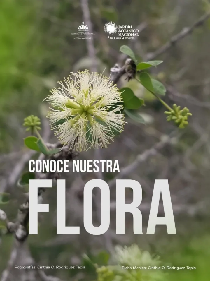 Portada de Conoce Nuestra Flora: Cinazo, Campeche marrón (Pithecellobium circinale)