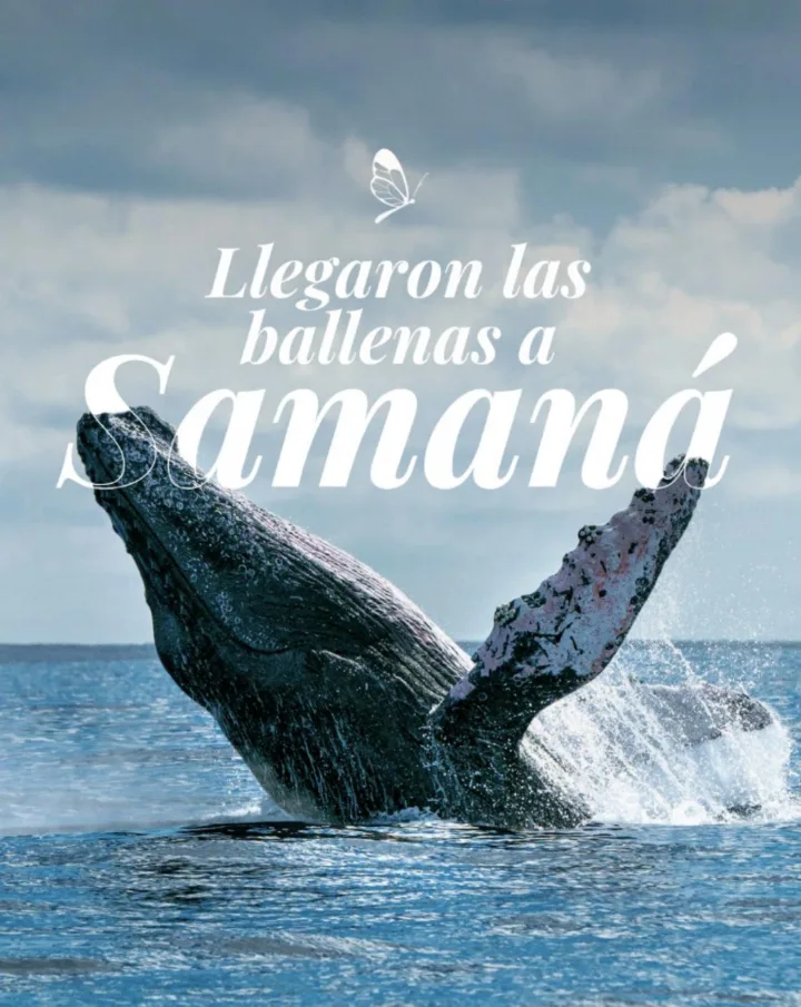 Portada de ¿Por qué vienen a República Dominicana?