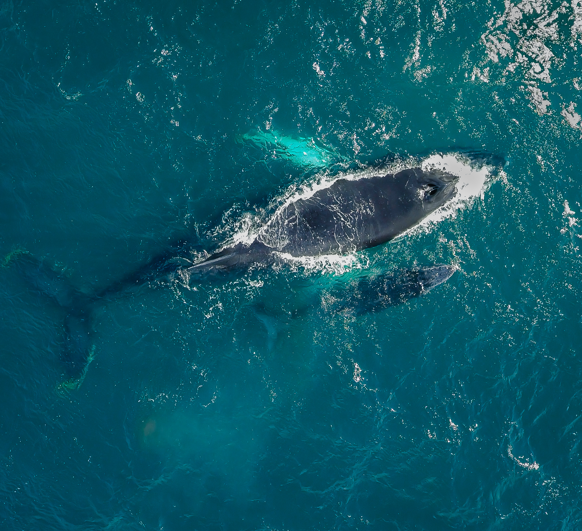 Ballena Jorobada - Bahía Samaná - Jonathan Delance.jpg