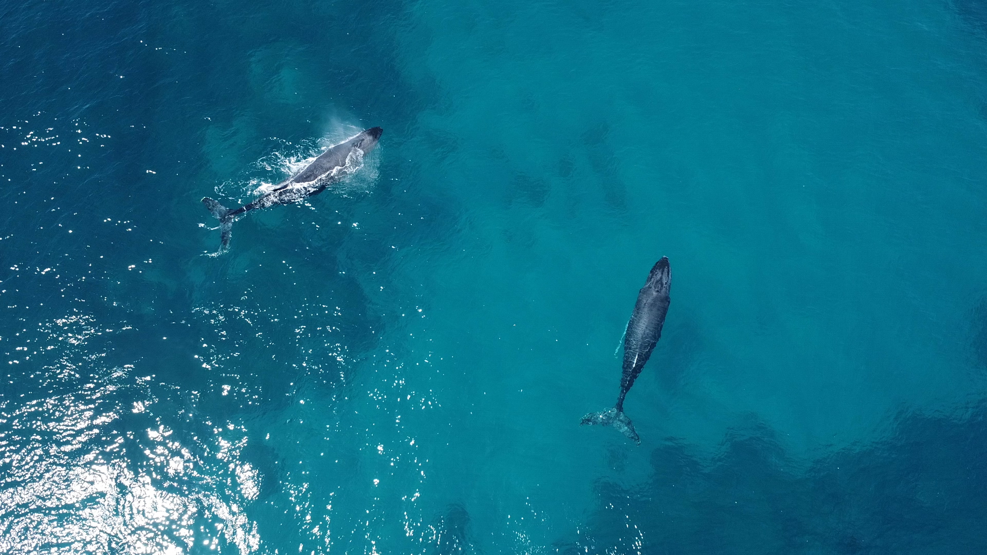 ballenas 1_00108000.jpg