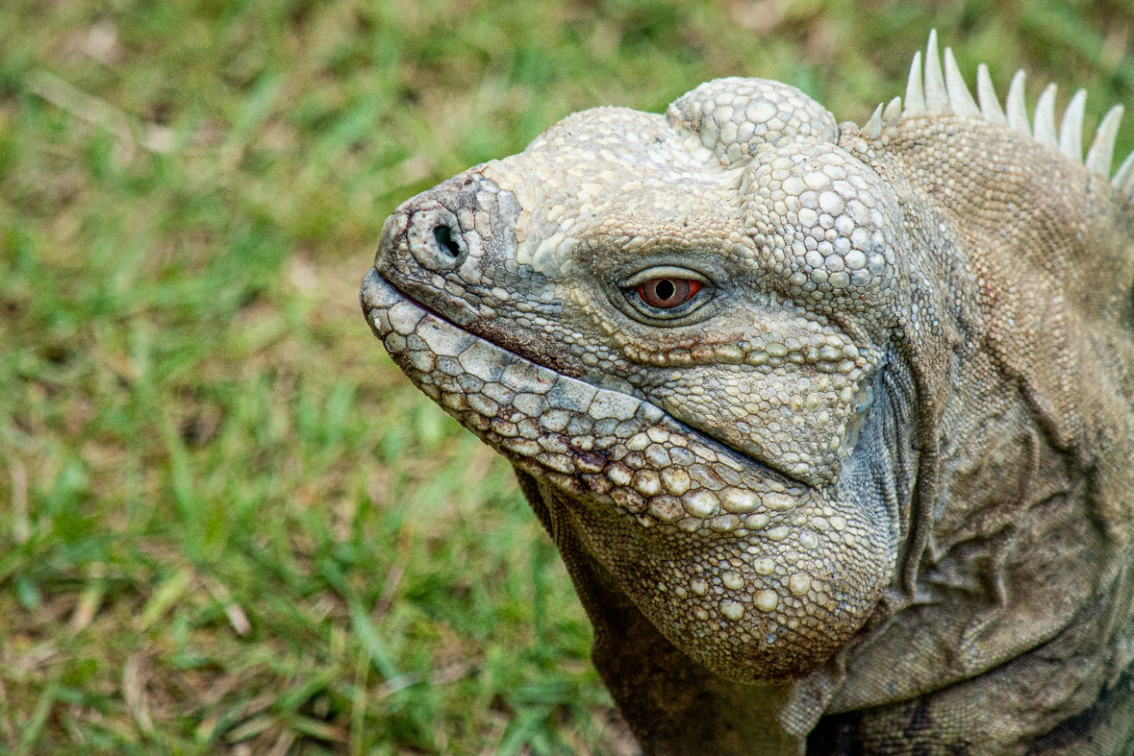 Recopilacion_Varios_Iguana-Ricordi-2.jpeg