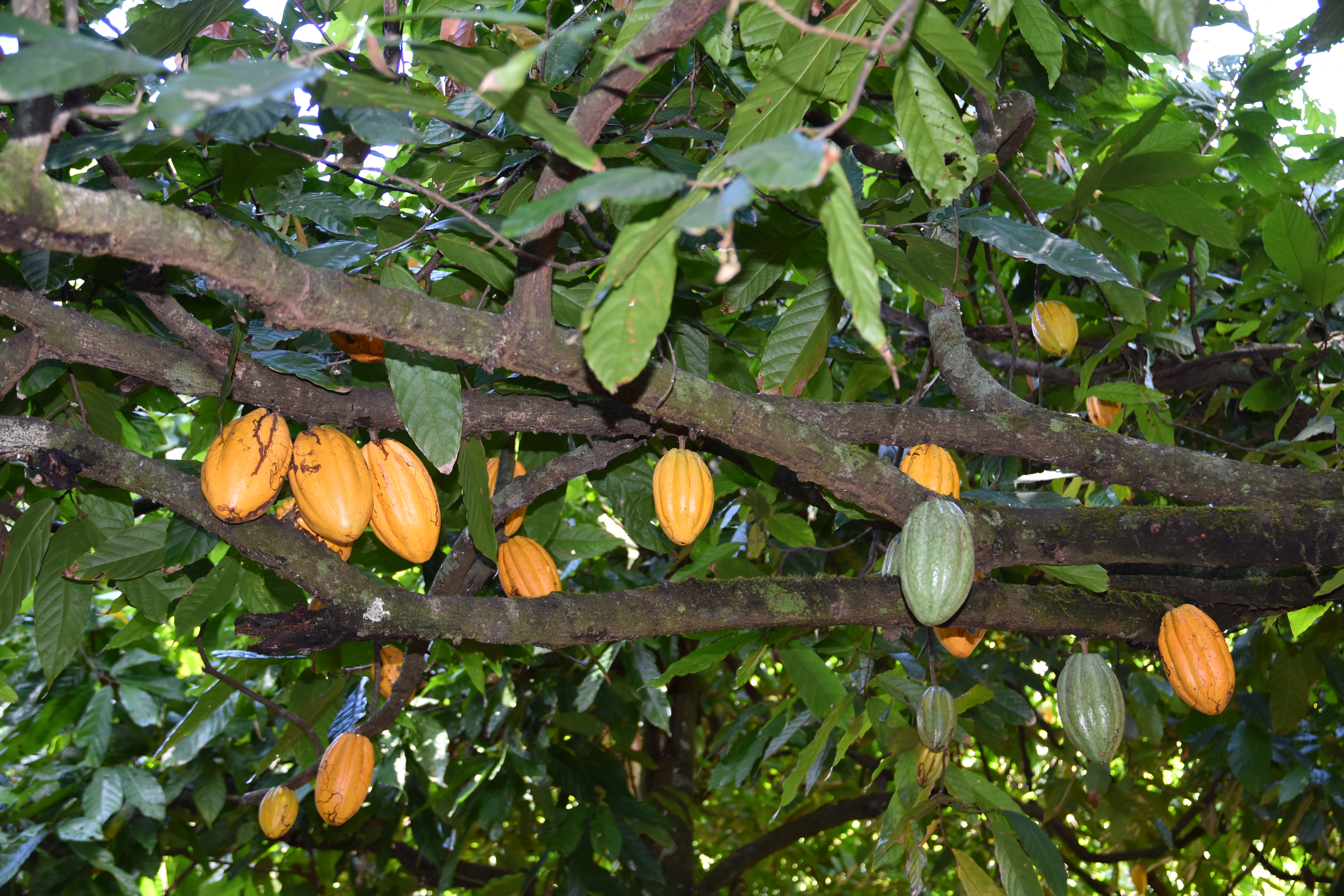 Fruto de cacao - Jonathan Delance.JPG