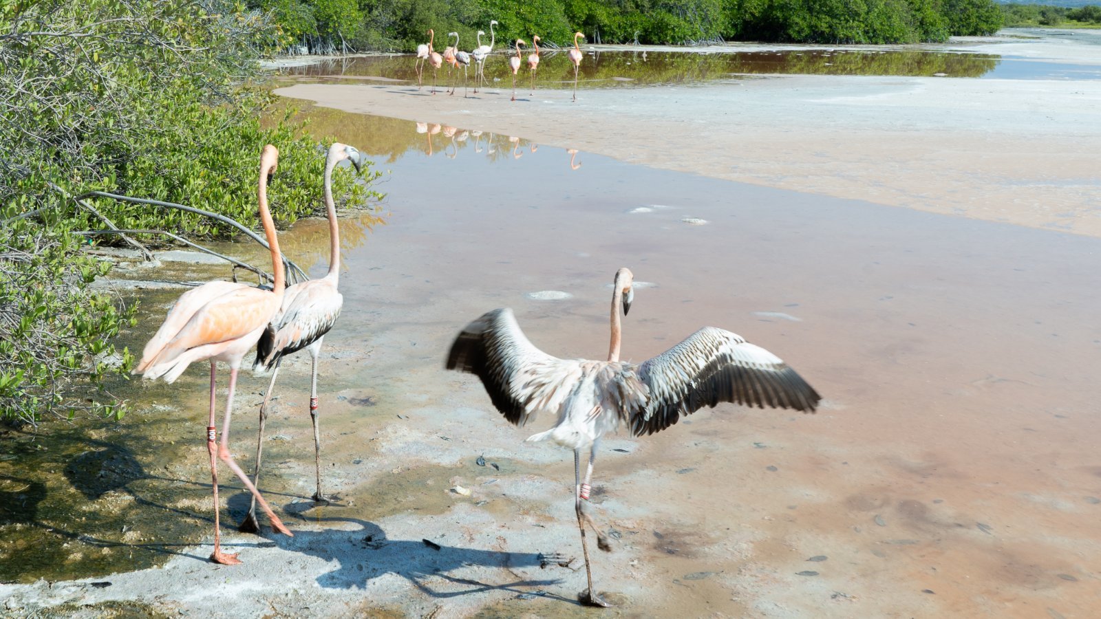 Aprovechar la participación del sector privado para la implementación del Marco Mundial de Biodiversidad en la República Dominicana: Apoyo al sector privado en implementar el Marco Mundial de Biodiversidad en RD