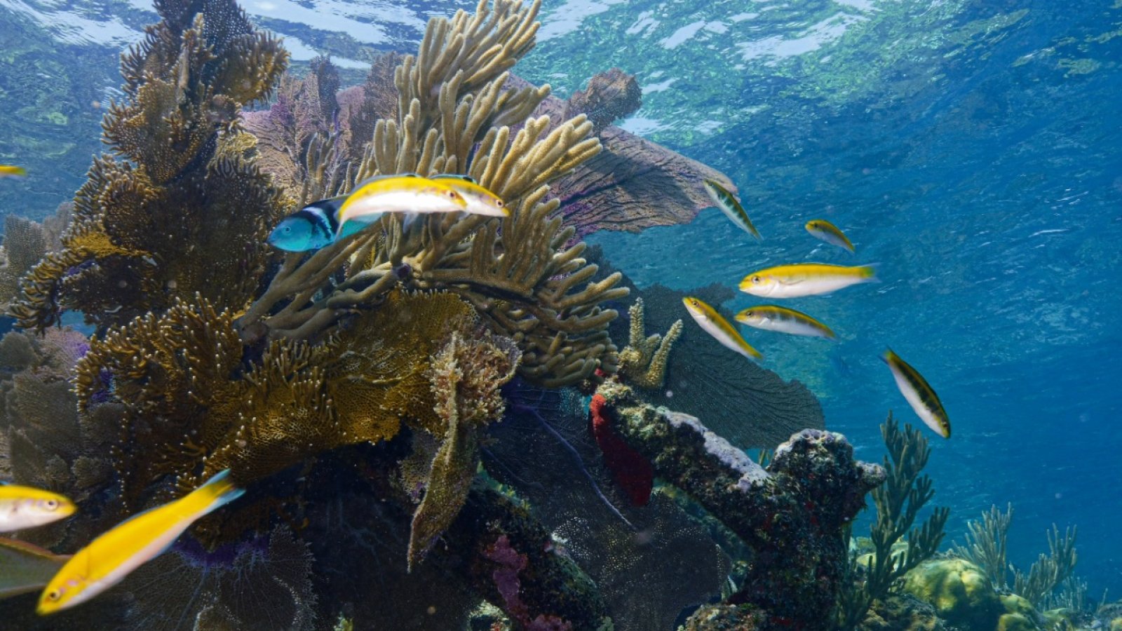 CoralCaribe: pionero en un nuevo enfoque estratégico para la conservación y restauración de los ecosistemas de arrecifes de coral del Caribe que apunta a los refugios resilientes al clima