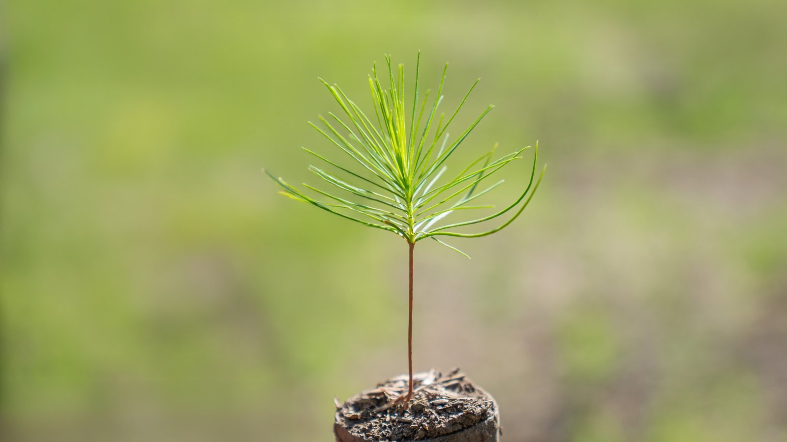 El Seibo resiliente: Construyendo resiliencia en un gradiente costero-montañoso a través de Enfoques basados ​​en ecosistemas (AbA) y Reducción del riesgo de desastres basado en ecosistemas (Eco-DRR) para aumentar la adaptación / Miches