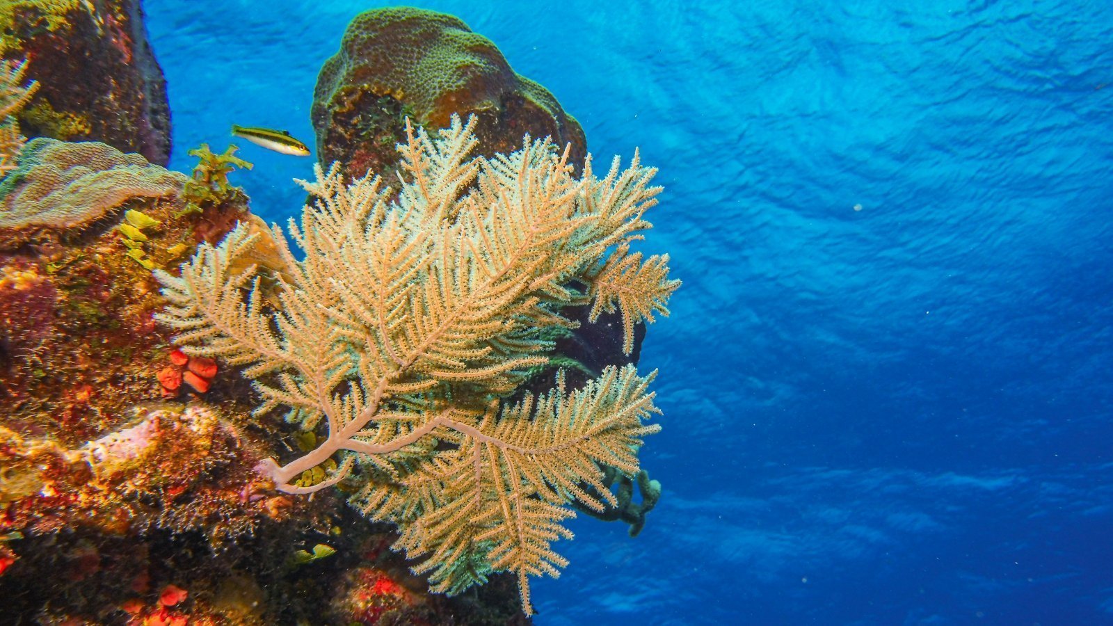 Protegiendo y Restaurando el Capital natural Oceánico, fomentando la Resiliencia y apoyando las Inversiones regionales para el desarrollo socioeconómico azul sostenible (PROCARIBE+)