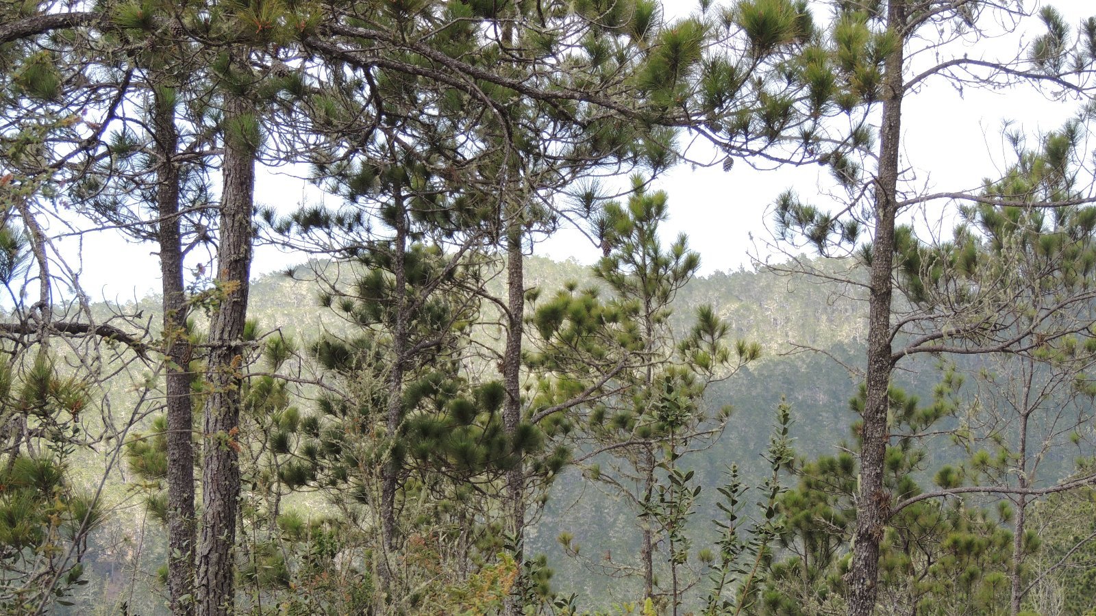 Sector Priorizados 3: Finanzas sostenibles y Bonos Verdes (3.2 Fortalecer las capacidades del sector privado en temas de cambio climático )